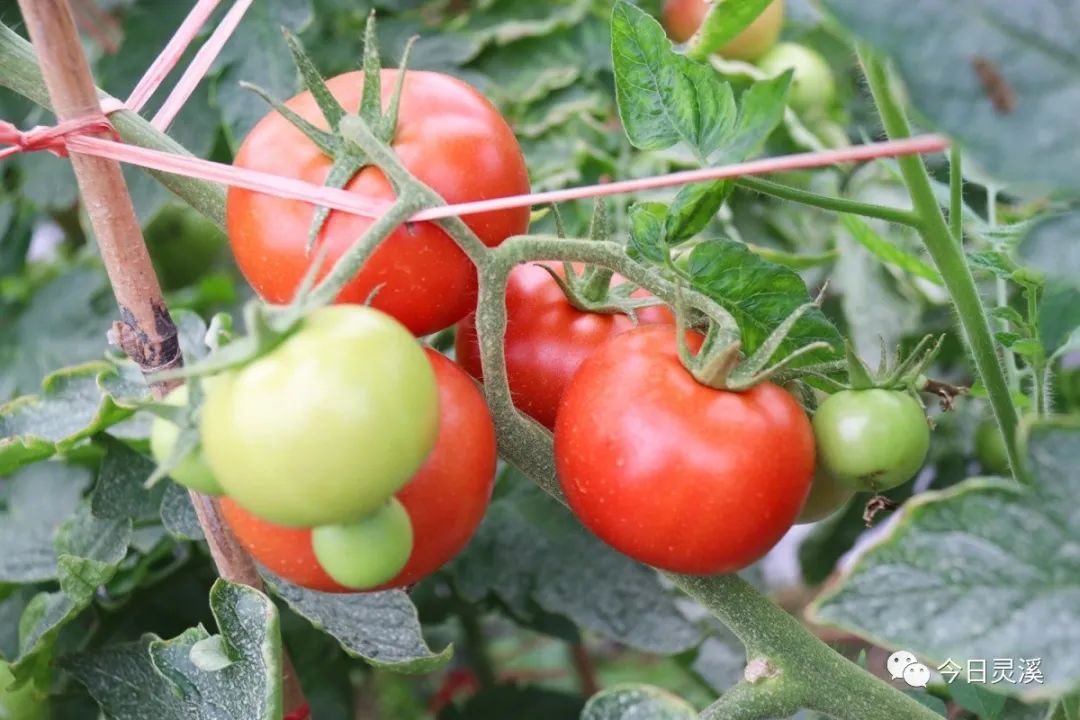 今日西红柿价格行情更新