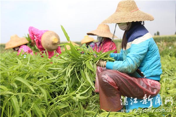 徐闻新闻最新动态，变化中的力量，学习带来的自信与成就感