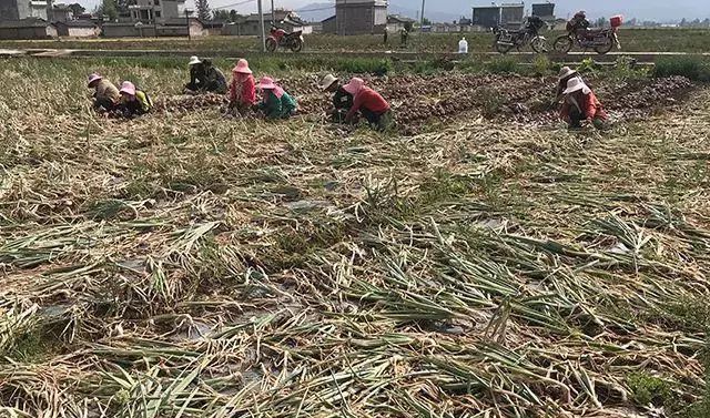 西昌洋葱价格实时更新，绿色之旅探寻内心平静之路