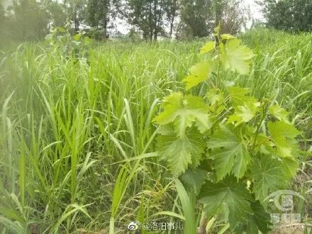 洛阳辛店影视城最新动态揭秘，科技引领未来影视体验新篇章