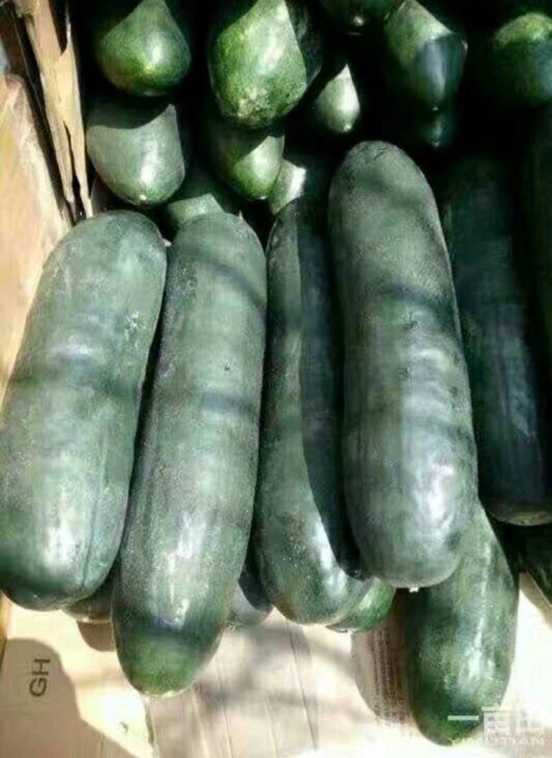 滕州冬瓜价格行情及最新动态