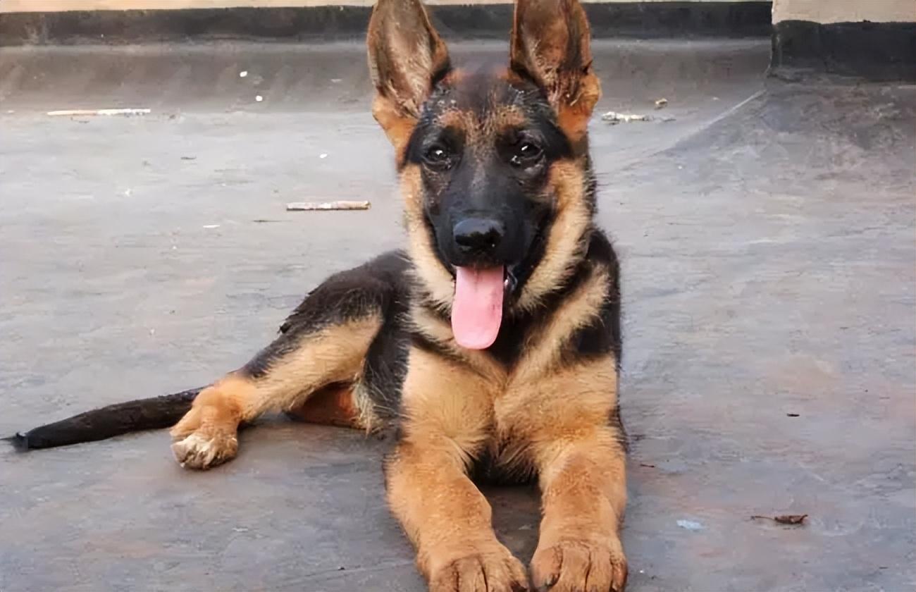 德国牧羊犬价格解析，全面解读价值因素与德牧价值