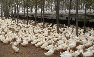 科技赋能下的今年鸭子产业市场行情革新体验