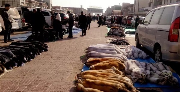 今日貉子皮价格行情，市场分析、趋势预测及影响因素科普