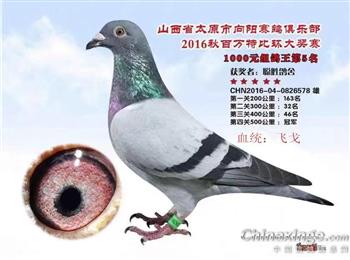 信鸽饲养员招聘启事