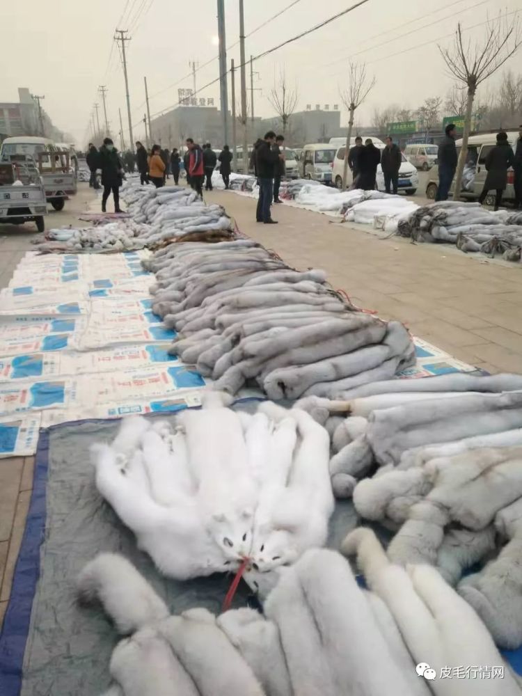 尚村水貂皮毛最新价格，时尚潮流引领自信与成就的选择