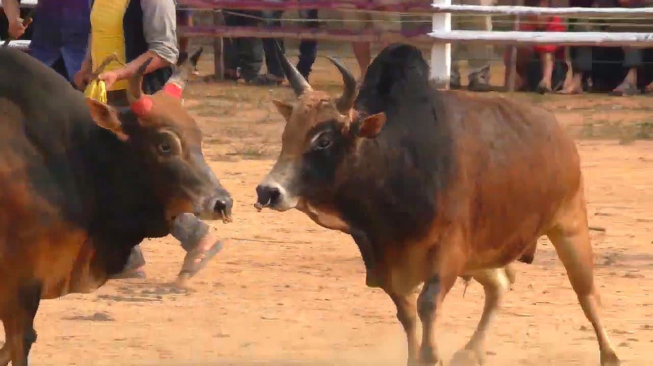 斗黄牛比赛，古老传统与现代竞技的激情交融