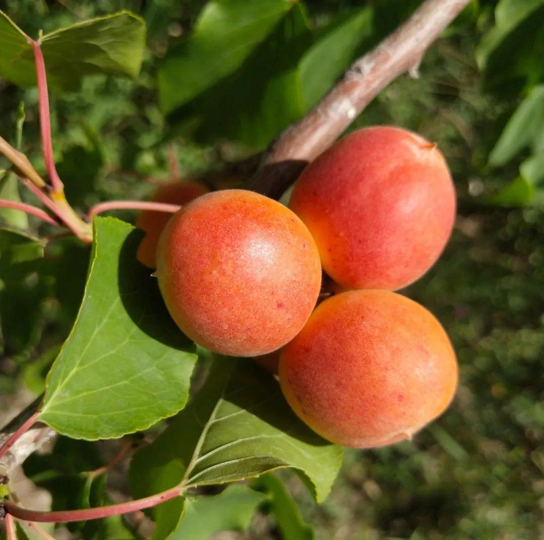 绿腰小红杏最新篇章，自信与成就感的旅程