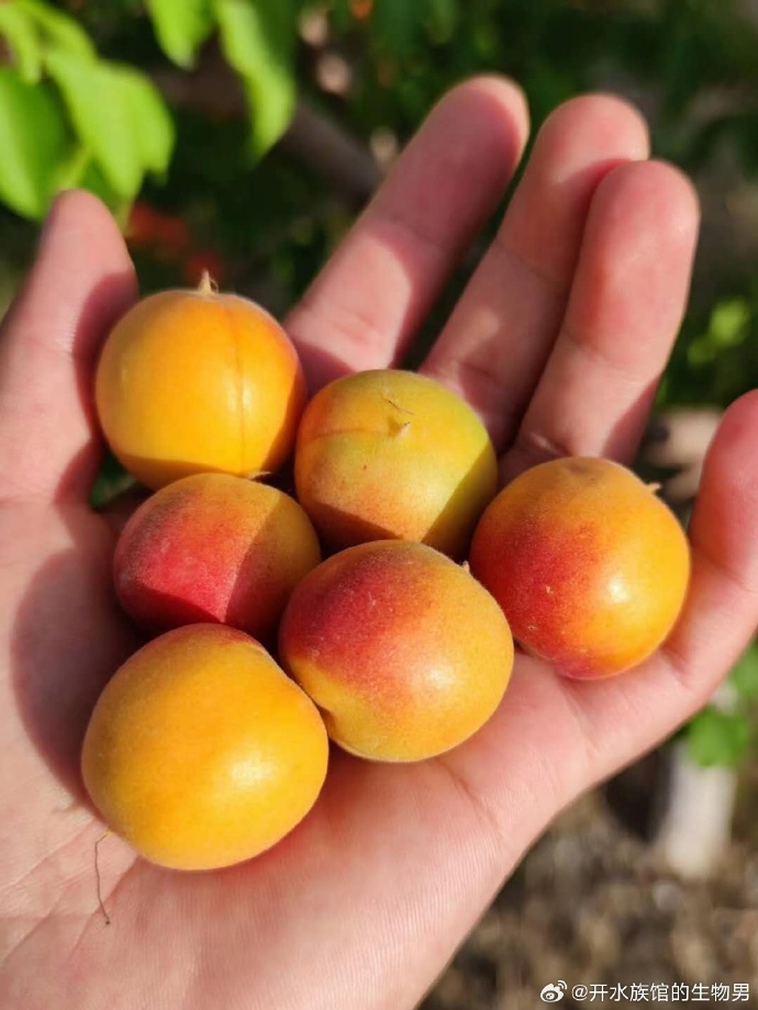 绿腰小红杏最新篇章,自信与成就感的旅程