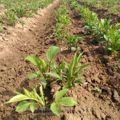 白术苗价格揭秘,自然美景背后的旅行探索之旅