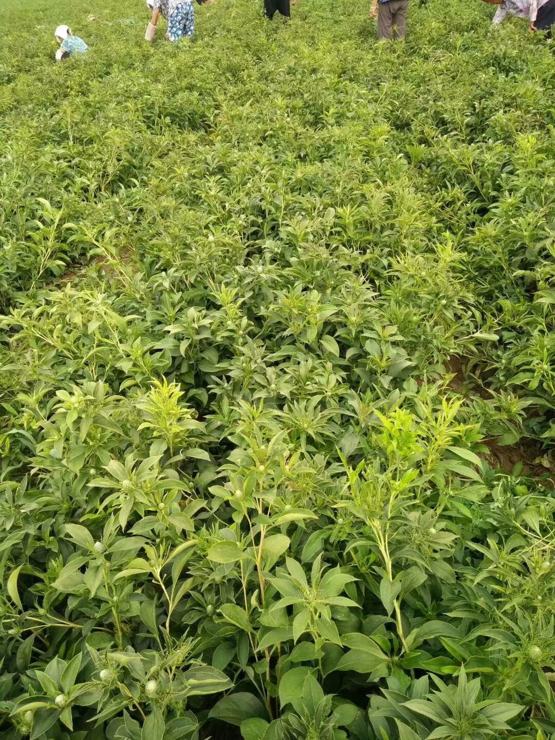 白术苗价格揭秘,自然美景背后的旅行探索之旅