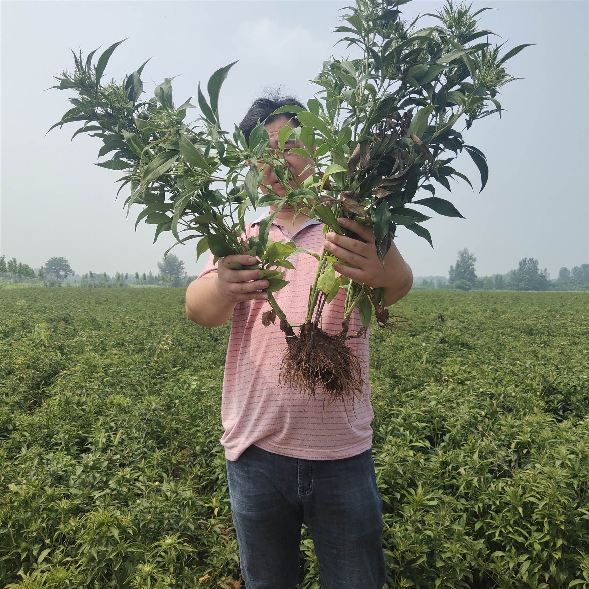 白术苗价格揭秘,自然美景背后的旅行探索之旅