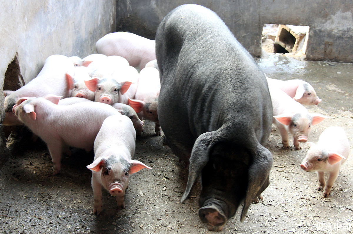 探寻猪肉秘境，解锁生猪价格魅力之谜