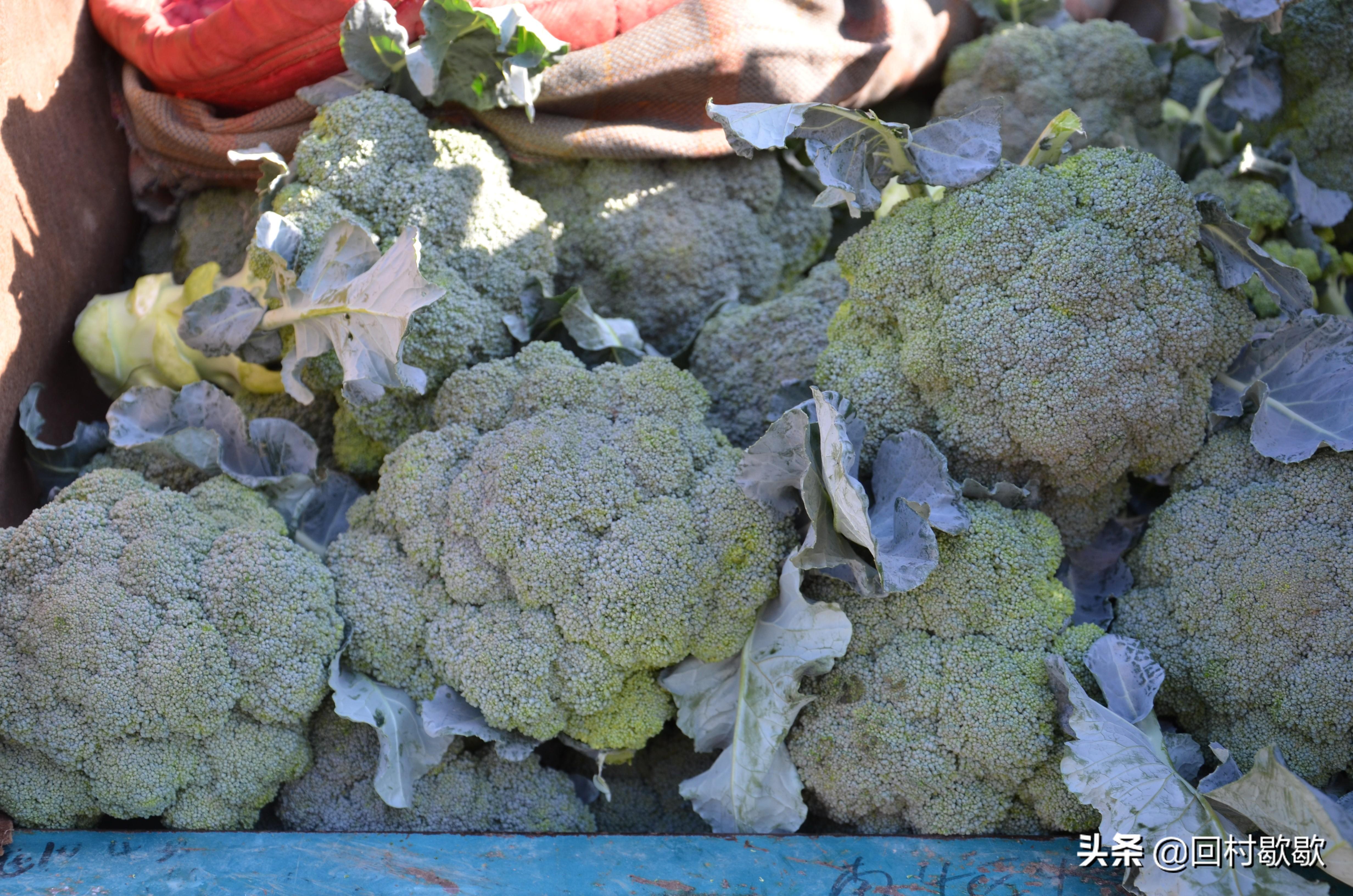菜花今日行情走势分析与小巷特色小菜探秘