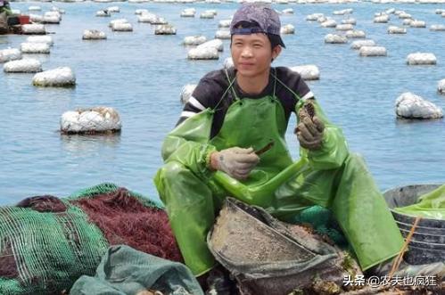 葱头行情探寻之旅,绿色之旅与内心平静的追寻