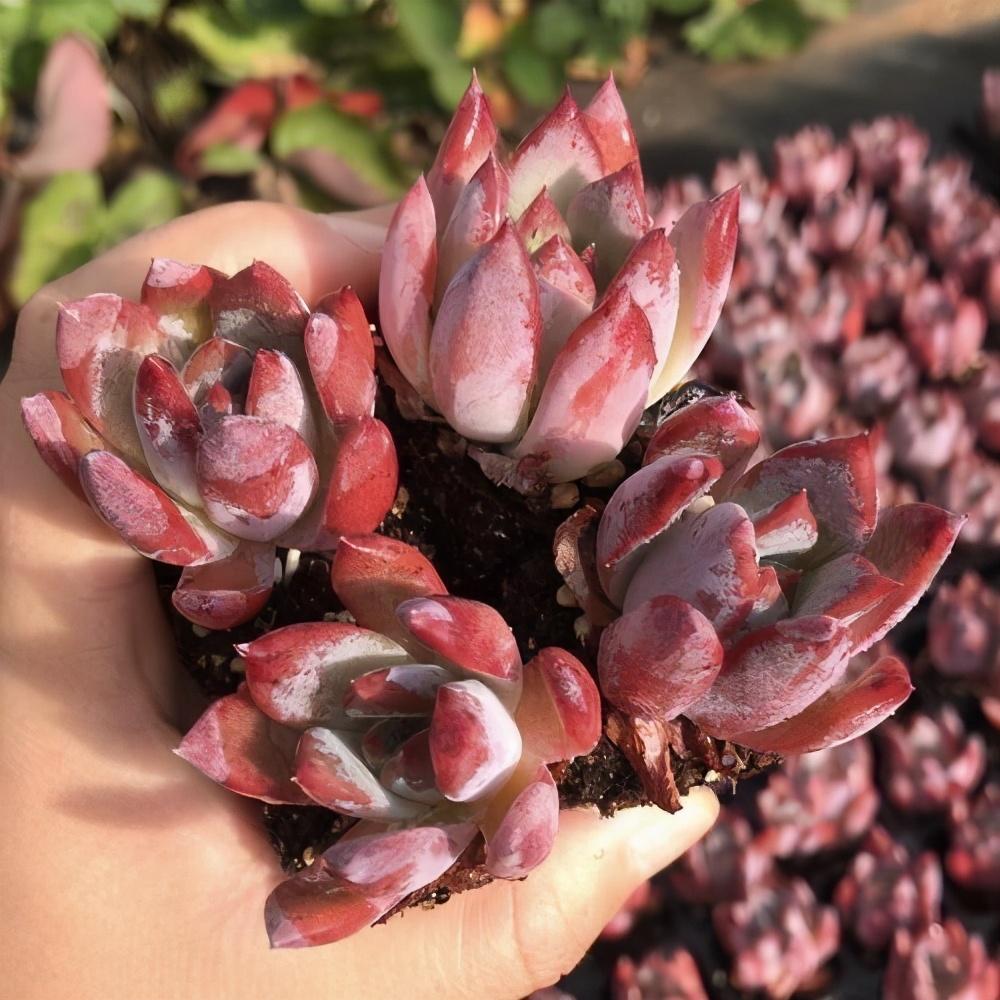 明星名字大揭秘，璀璨星辉闪耀?