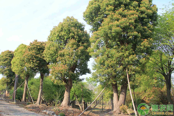 香樟树价格表与树下的温情时光