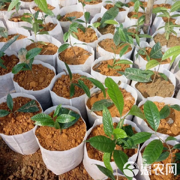 育苗杯批发价格表深度解析，背景、事件与地位一窥究竟