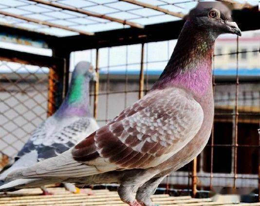 揭秘鸽子返祖现象,能否参与比赛?
