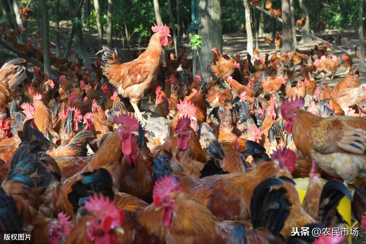 最新肉鸡防疫措施,防疫与友情的交织温暖故事