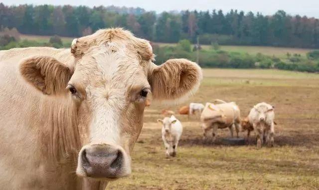 最新牛价走势分析,市场影响观点论述