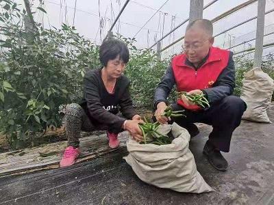 最新鲜线椒价格行情详解,行情指南与趋势分析