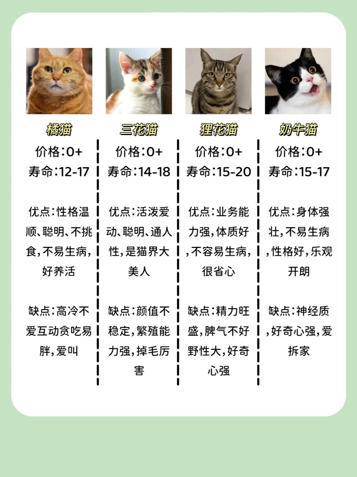 科技新品重塑养猫体验,宠物猫行情展望,智能生活更精彩
