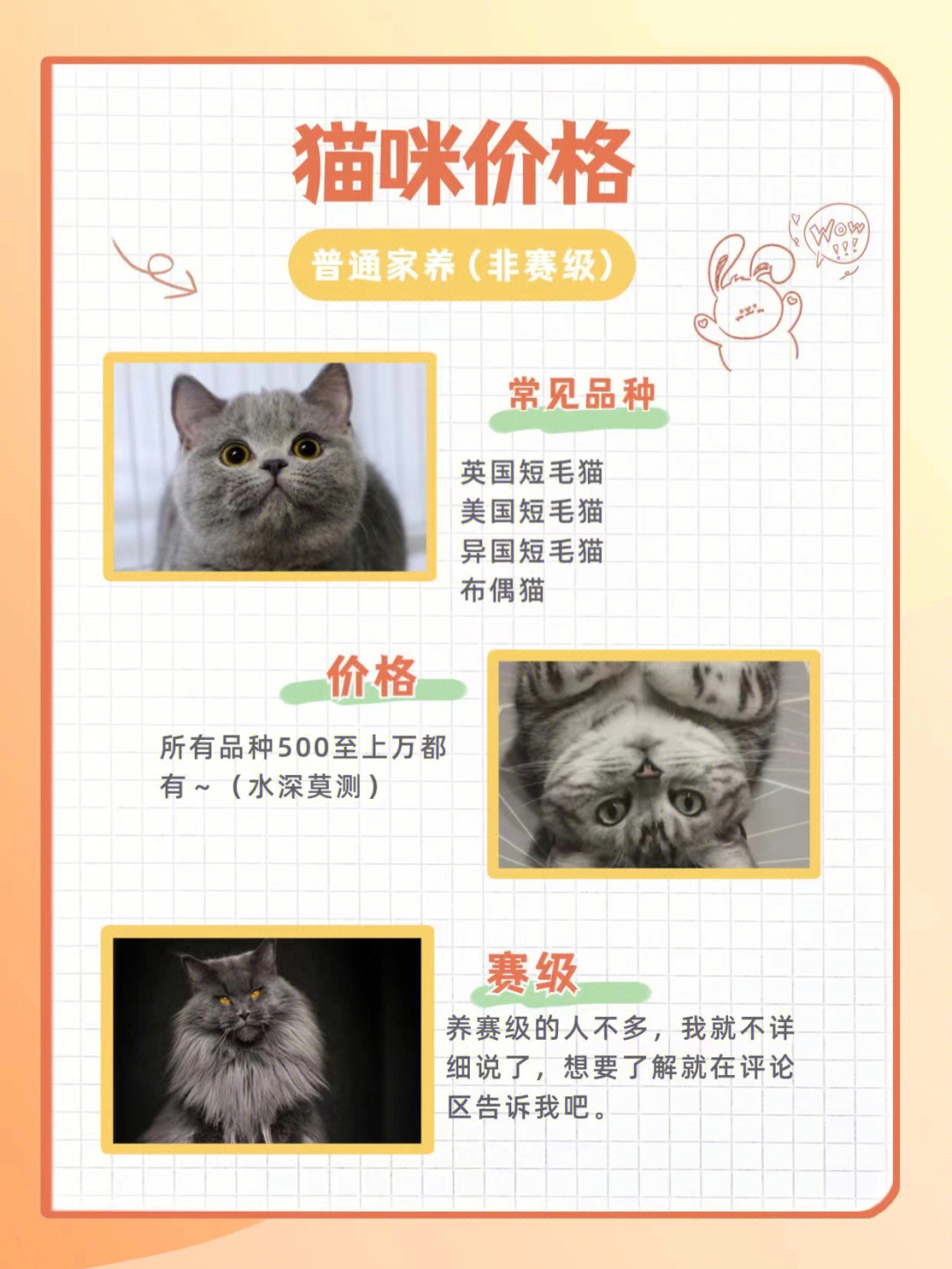 科技新品重塑养猫体验，宠物猫行情展望，智能生活更精彩