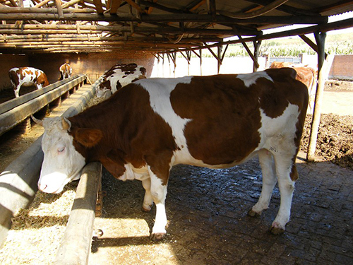 现在养牛业的火热行情揭秘,你了解多少?