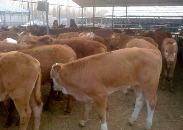 现在养牛业的火热行情揭秘,你了解多少?