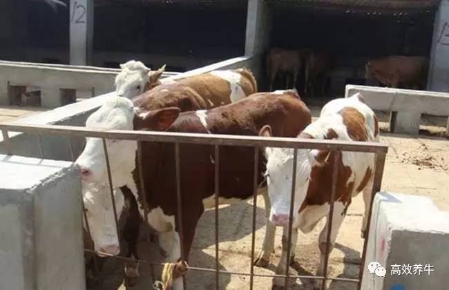 现在养牛业的火热行情揭秘,你了解多少?