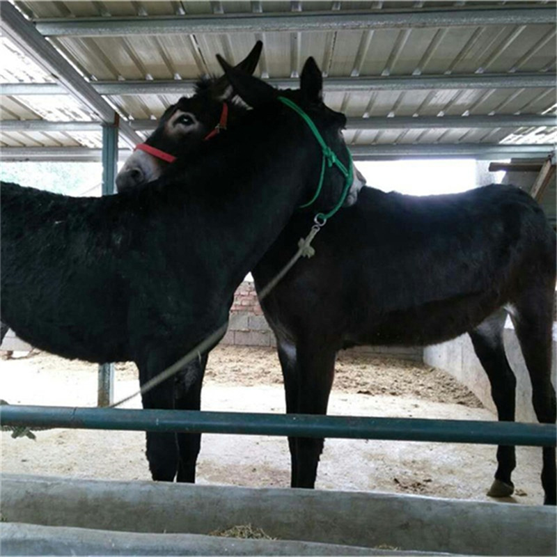 德州驴最新行情,我家的小故事与驴产业紧密相连
