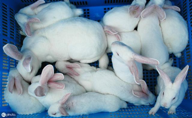 最新獭兔报价与探索自然美景之旅,寻找内心的宁静平和