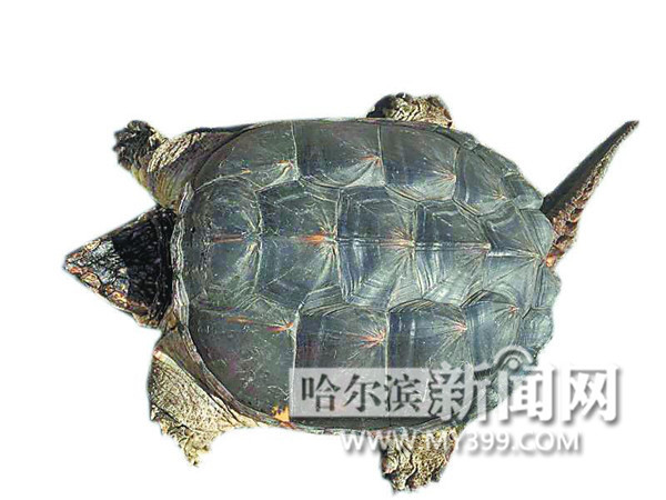 揭秘神秘水下宝藏,最新龟类鉴定揭晓!