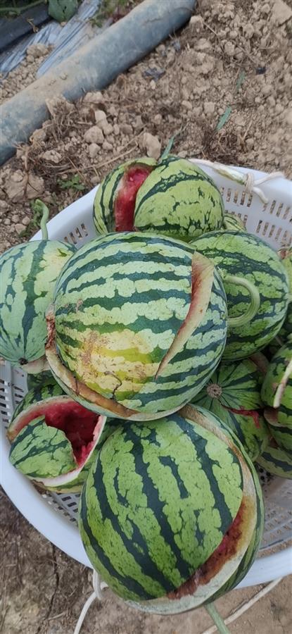 海南西瓜2025价格行情展望,科技引领品质生活新篇章