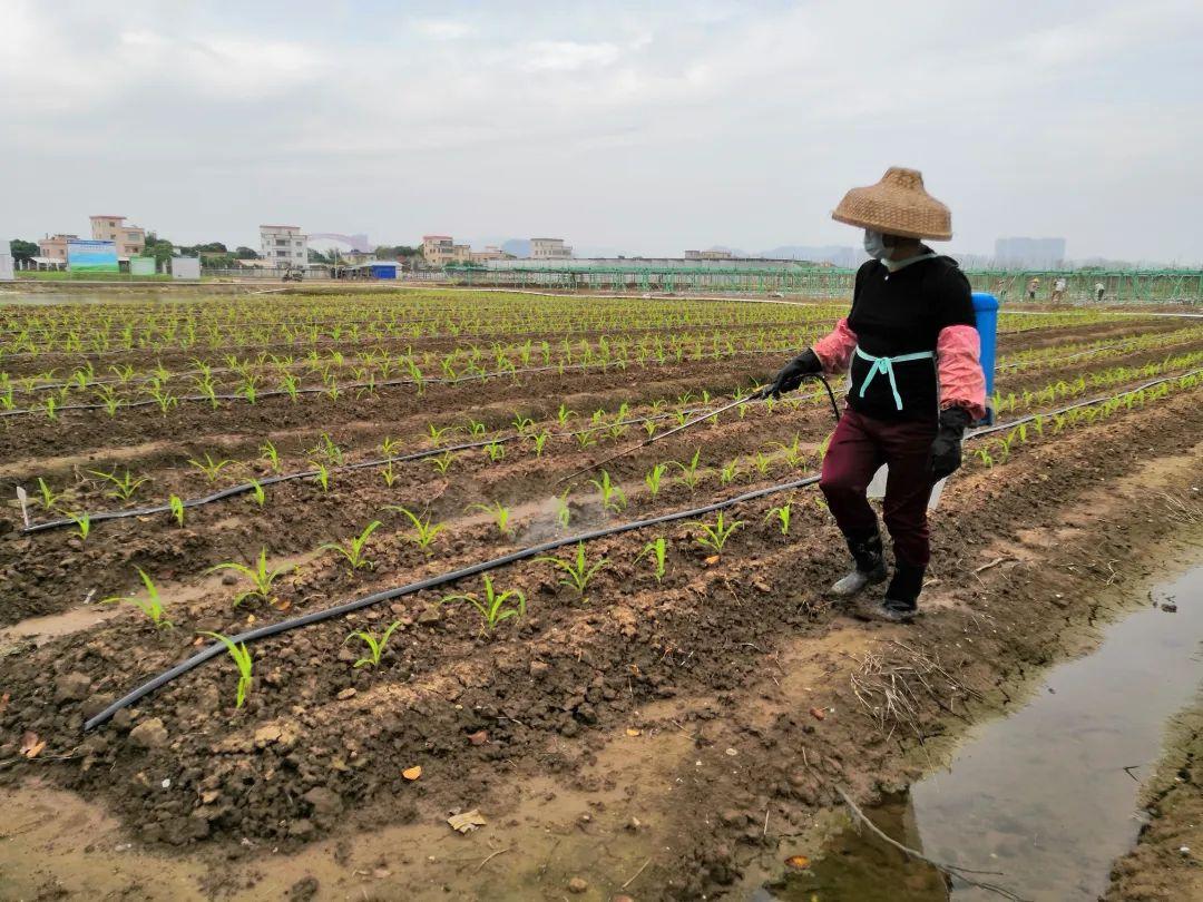广州蔬菜行情概览，最新市场动态与价格分析