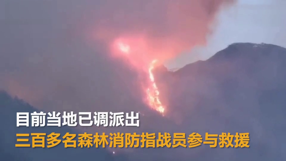 蒲公英资讯的崛起之路，从沉寂到繁荣的蜕变