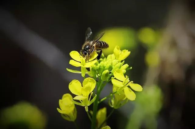 春意盎然，时代繁荣与生机勃发之际