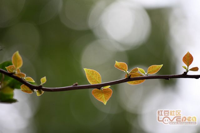 春意盎然,时代繁荣与生机勃发之际