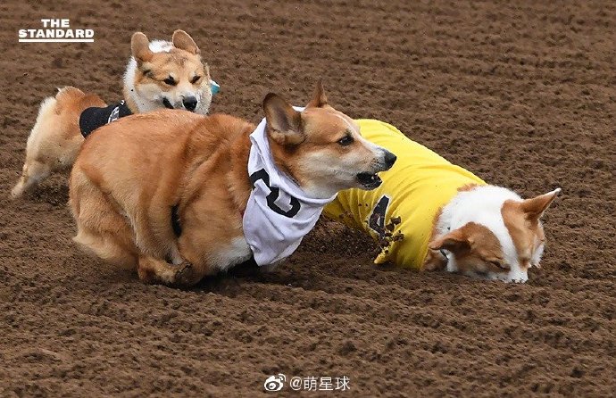 柯基比赛，小短腿展现大魅力的舞台