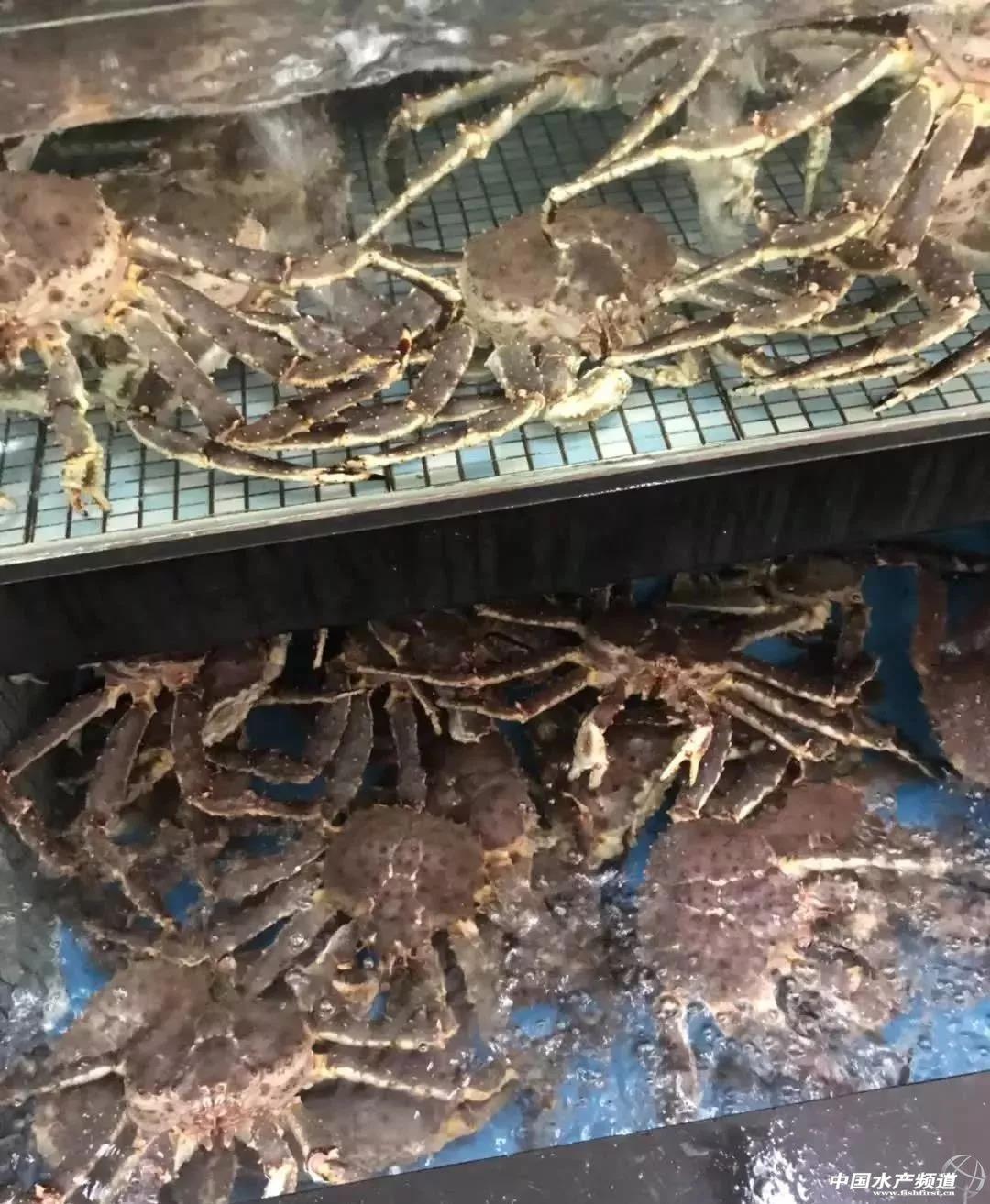 帝王蟹价格揭秘,大揭秘揭示帝王蟹价格走势??