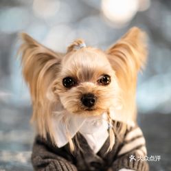 今日宠物价格行情及温馨故事概述