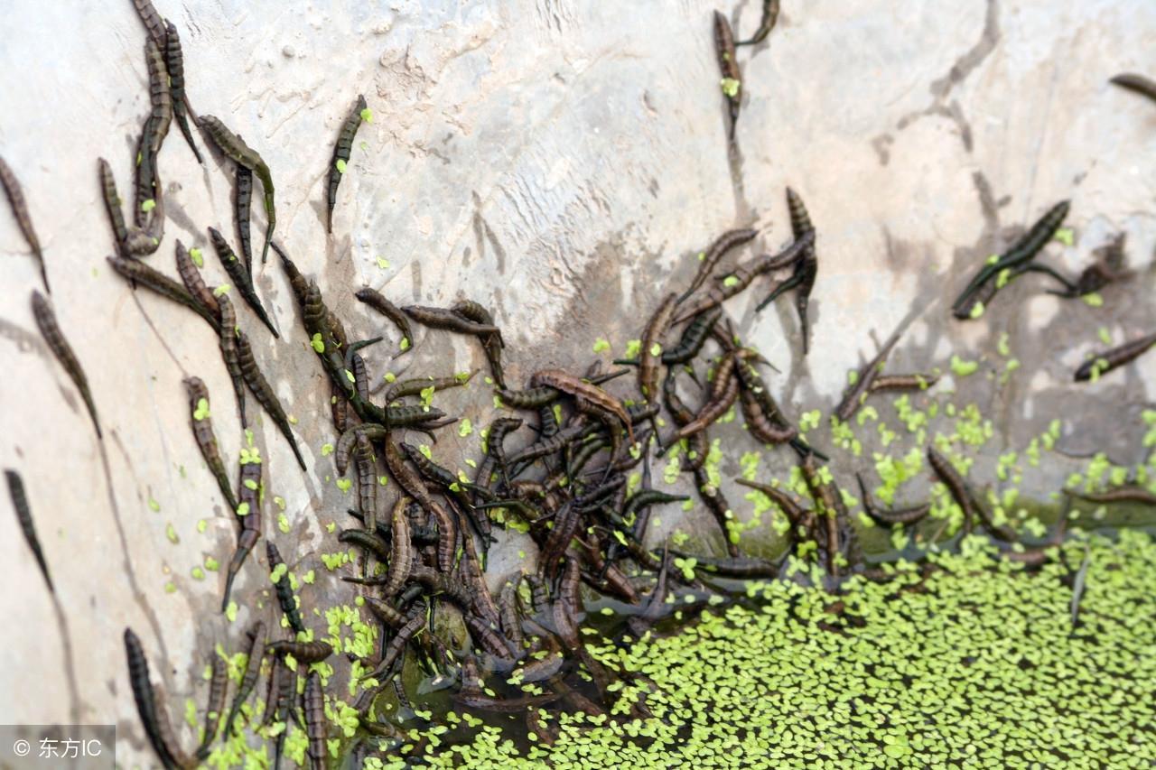 中国特种养殖最新动态与市场行情分析