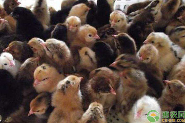 山东肉食鸡苗价格完全指南，今日行情及购买步骤详解