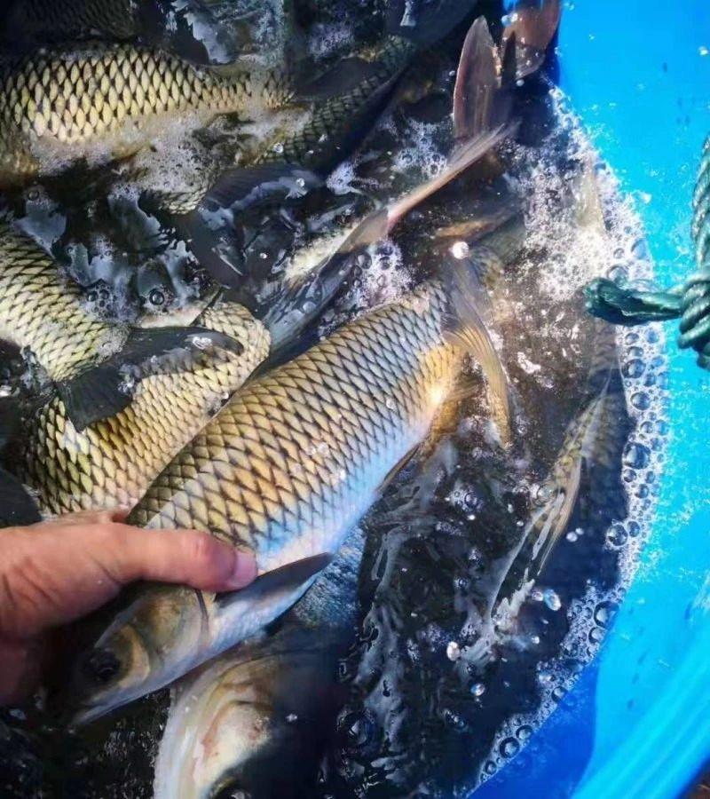 罗氏沼虾行情探索,自然美景之旅与内心平静的追寻