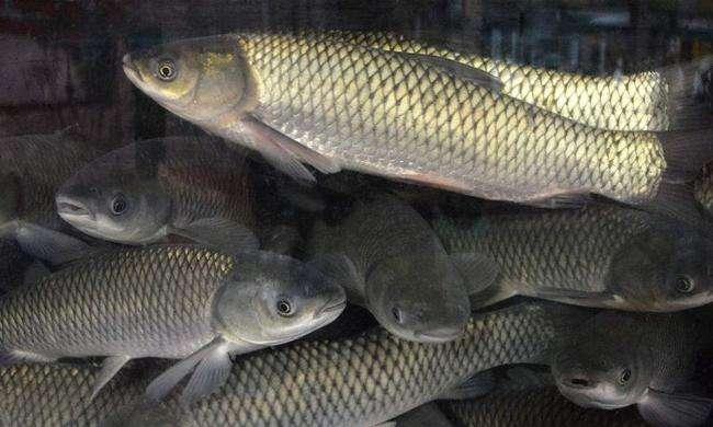 罗氏沼虾行情探索,自然美景之旅与内心平静的追寻