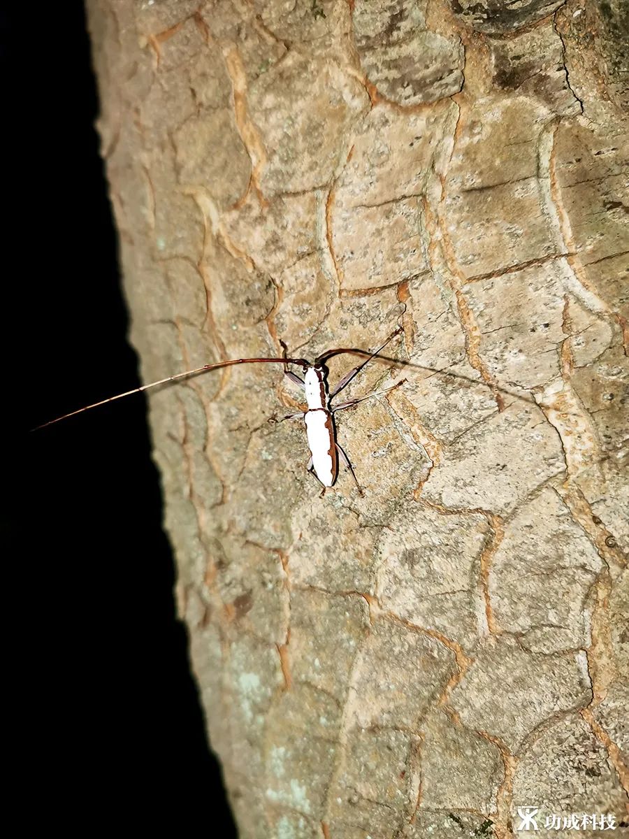 最新虫情概述与动态分析