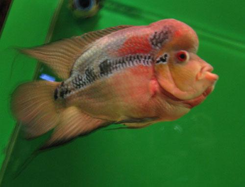 波克捕鱼官方最新版,小巷里的神秘捕鱼乐园