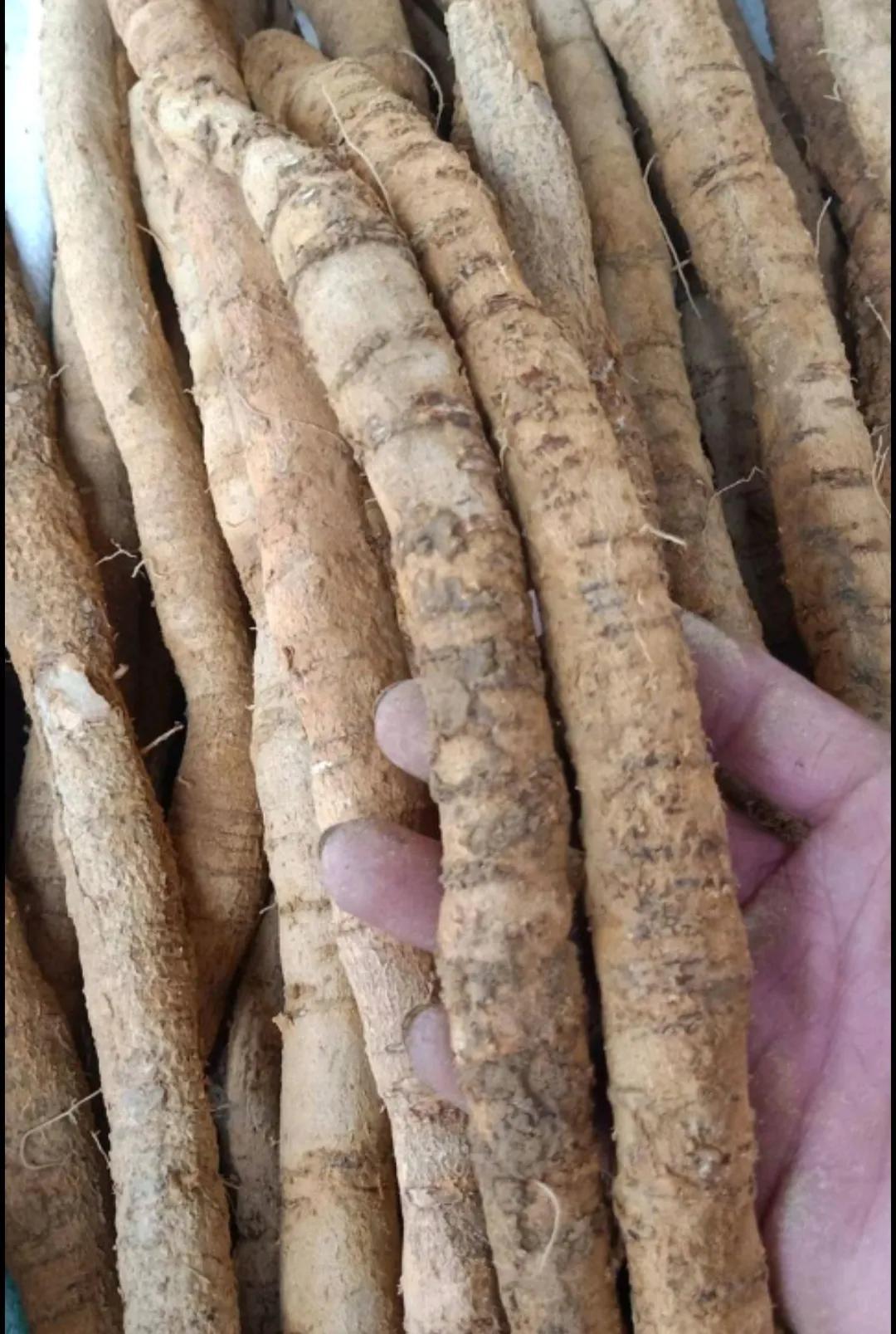 牛大力市场价格揭秘，奇妙旅程与价格之谜探秘