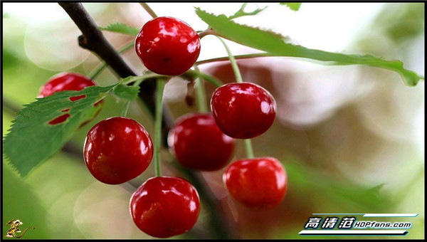 果香四溢的美图分享，日常与友情的绚丽绽放